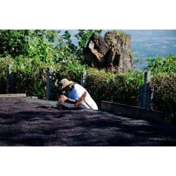Récolte Café connaisseur du Salvador, Apaneca