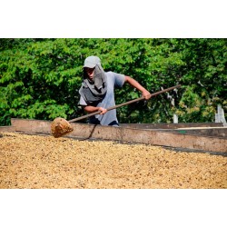 Récolte Café connaisseur du Salvador, Apaneca